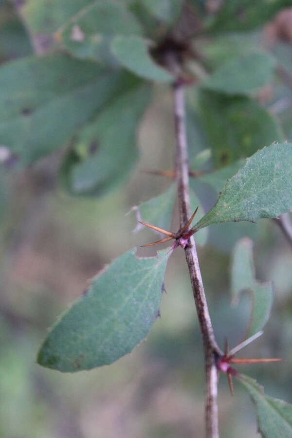 European Barberry Thorns