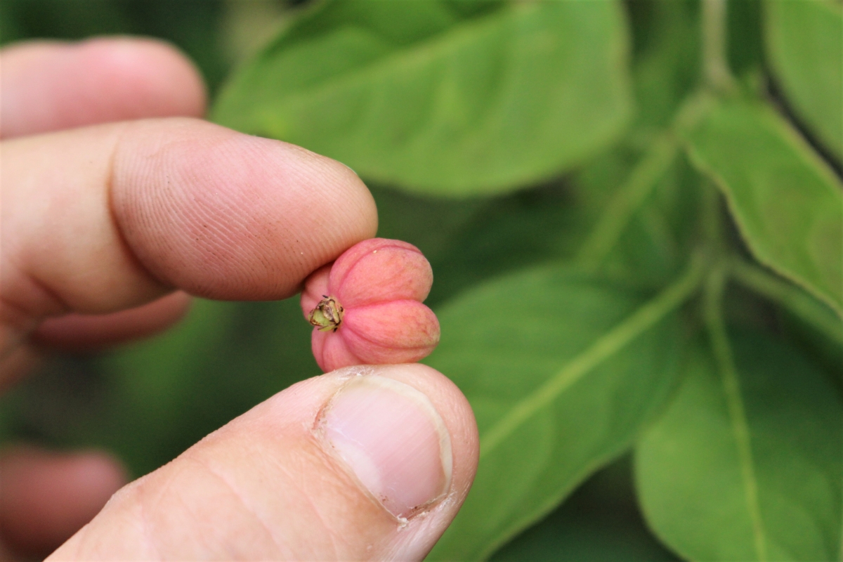 European Spindle (Euonymus europaeus)