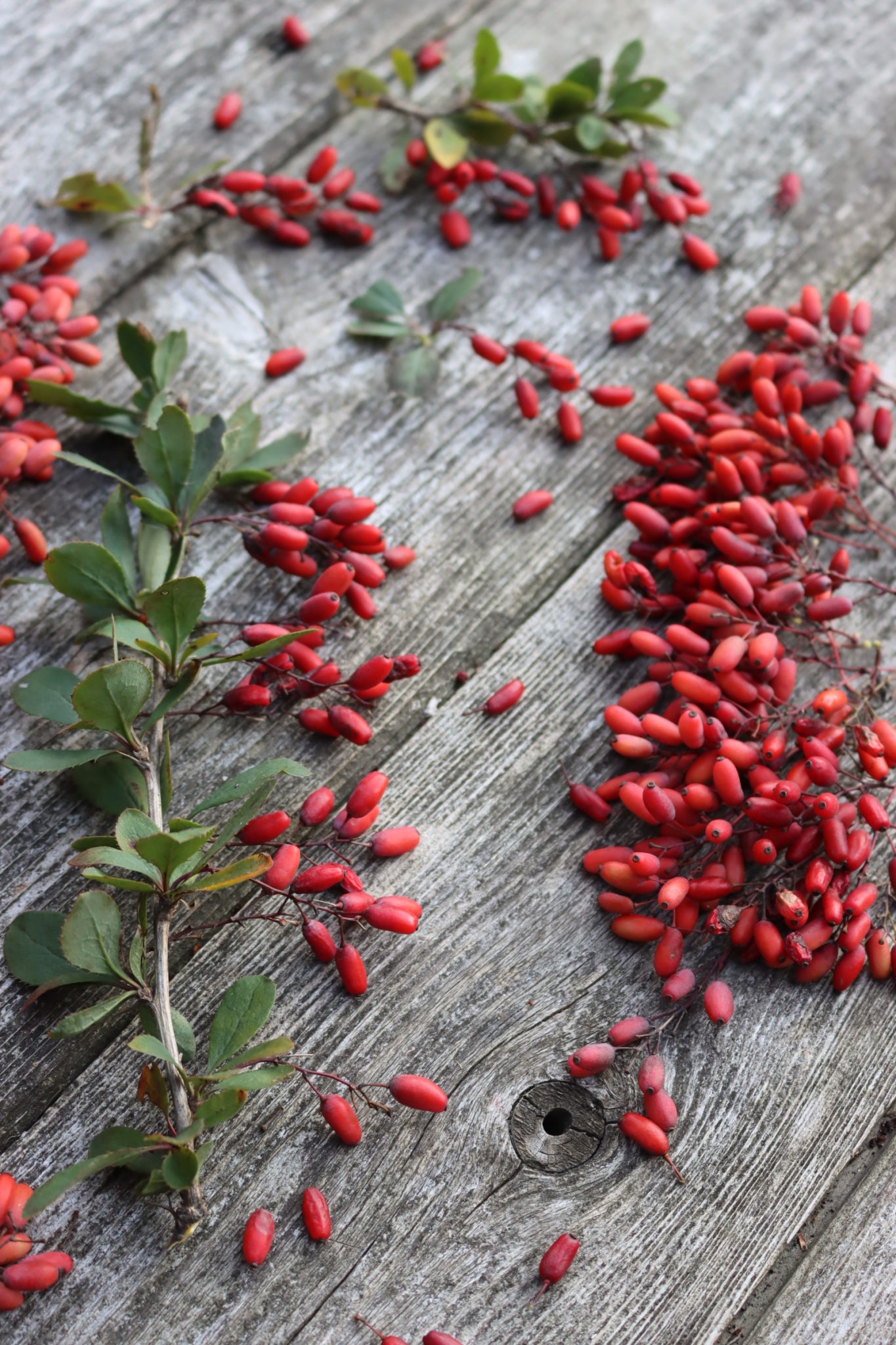 Harvesting Barberry