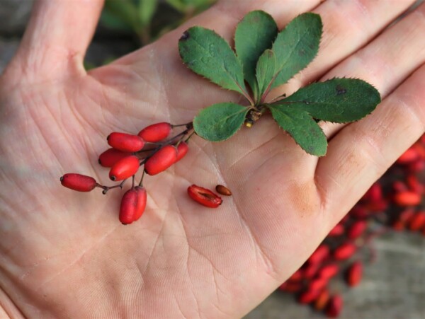 Foraging Barberry