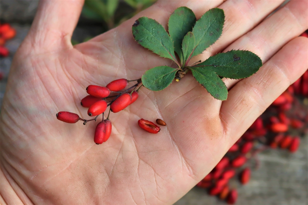 Foraging Barberry