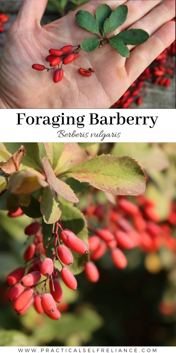 Foraging Barberry