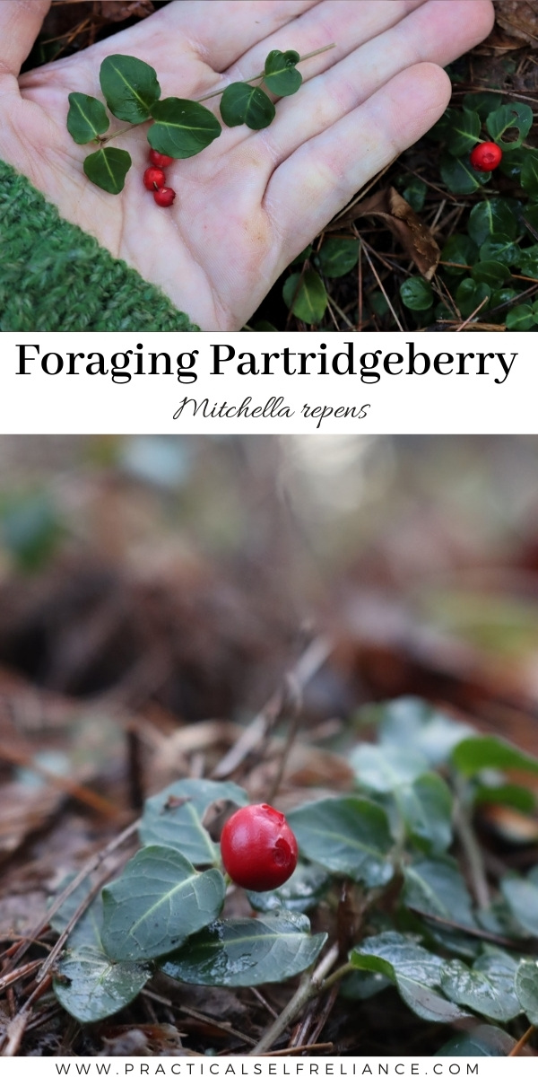 Foraging Partridgeberry (Mitchella repens)