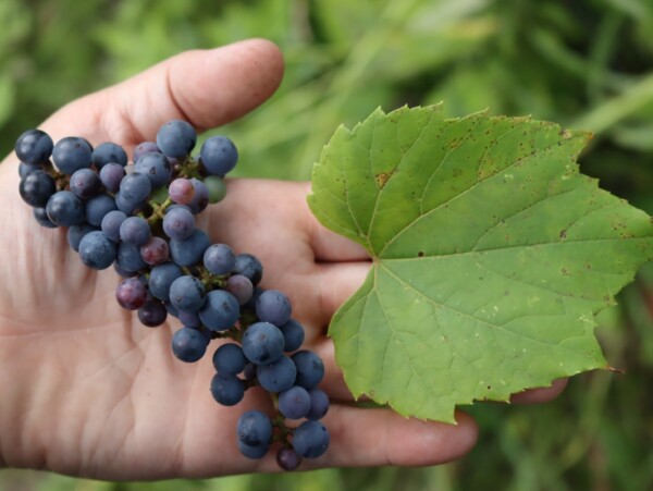 Foraging Wild Grapes