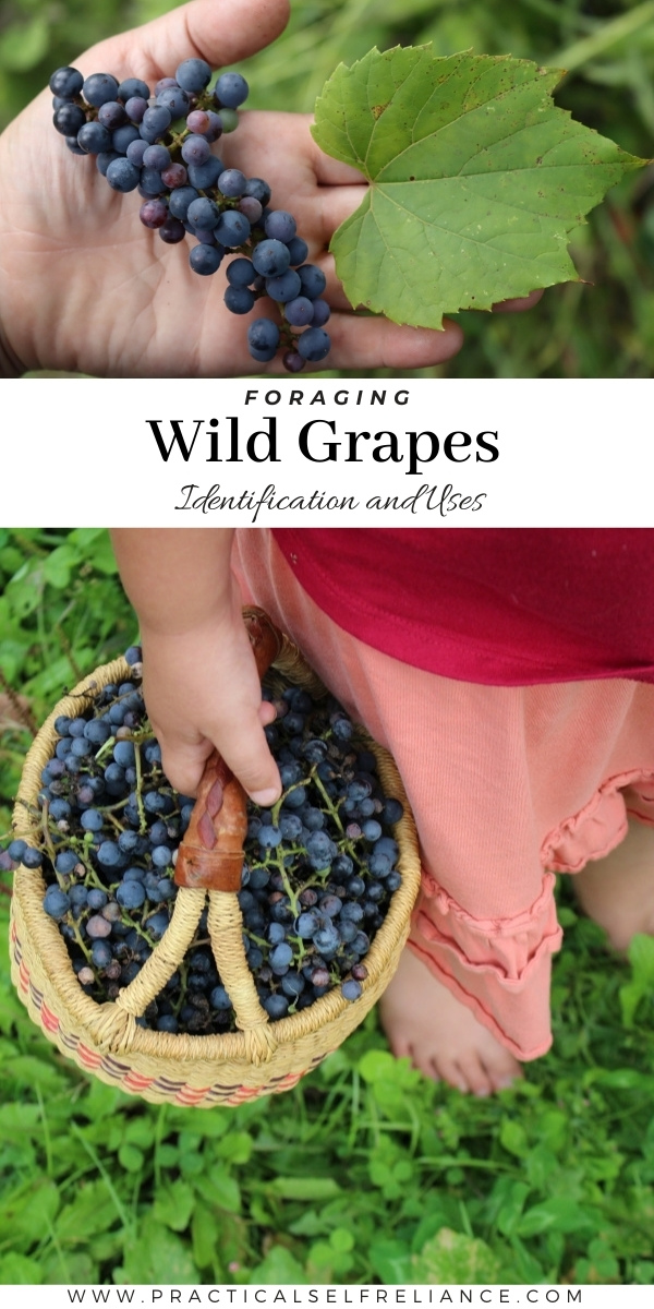 Foraging Wild Grapes
