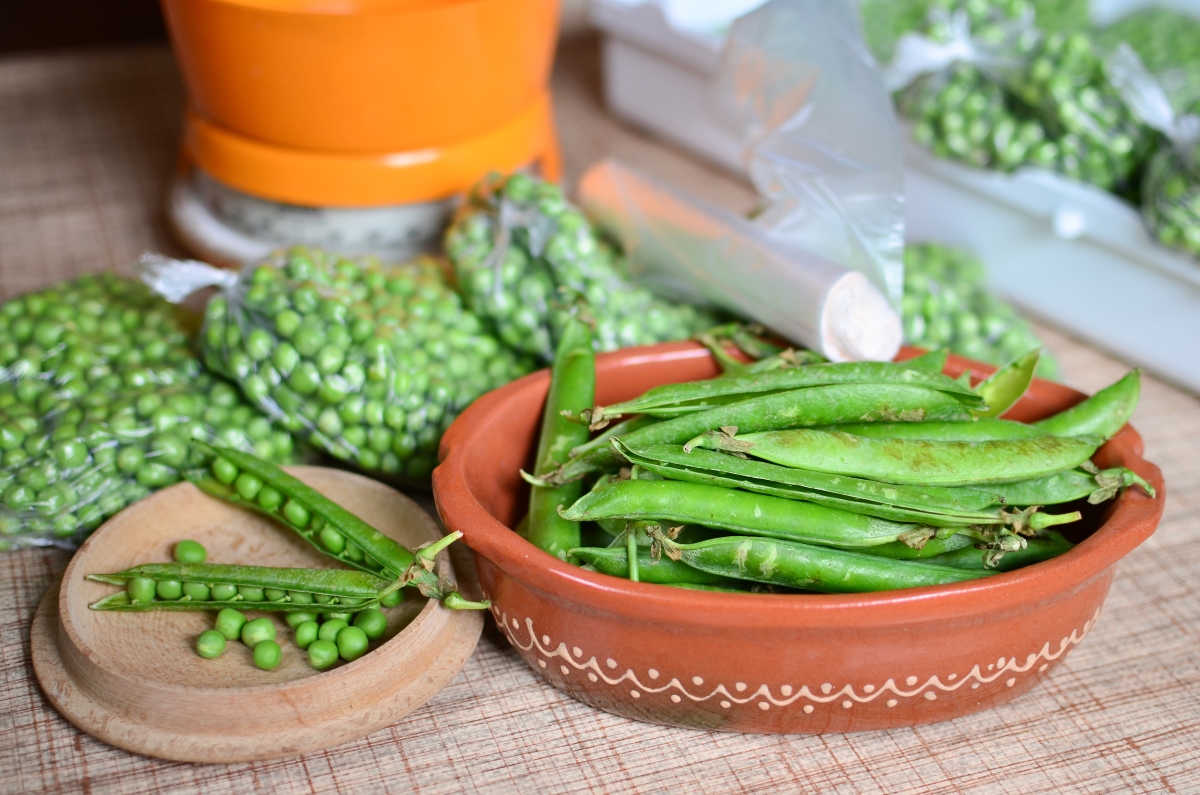Shelling peas before blanching and packing into freezer bags for storage.