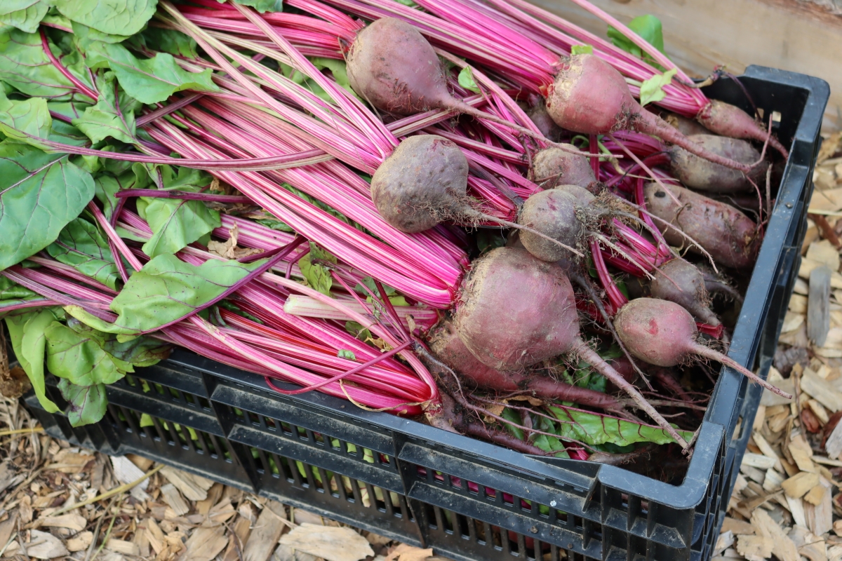 Fresh beets harvested from our garden.