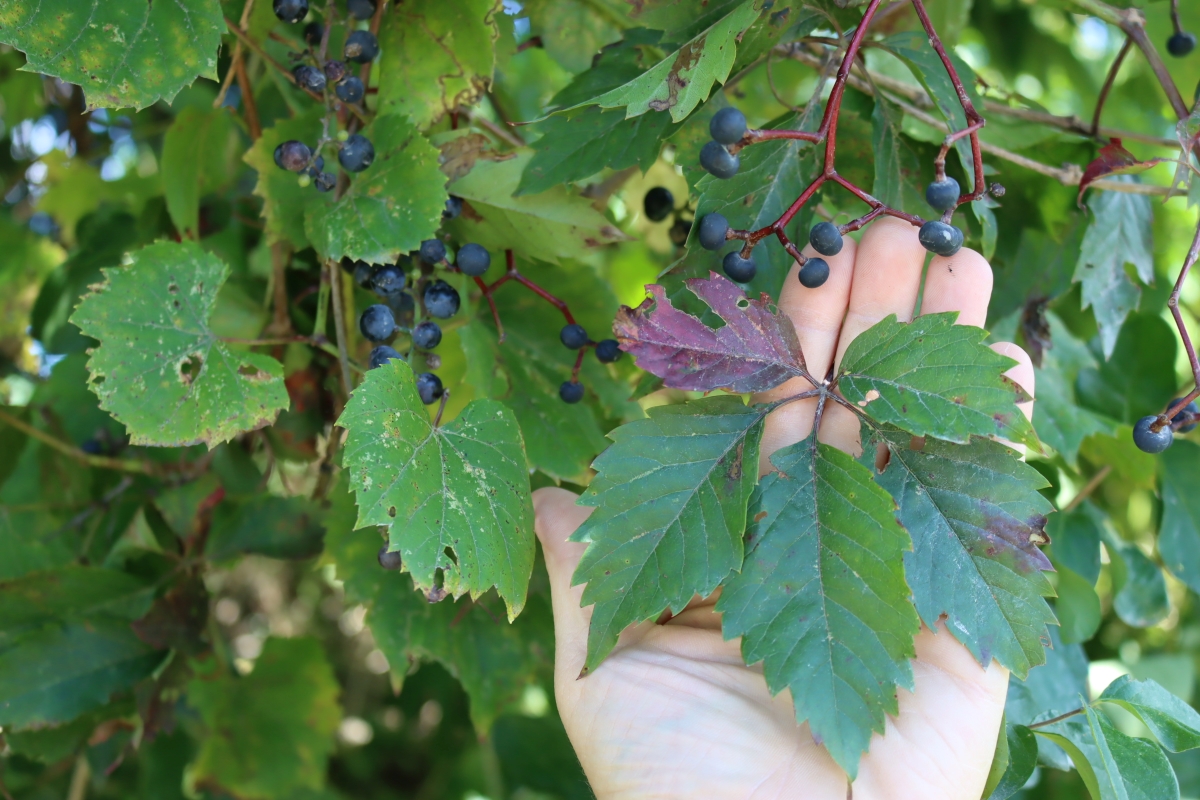 Wild grapes and virginia creeper look alike growing together