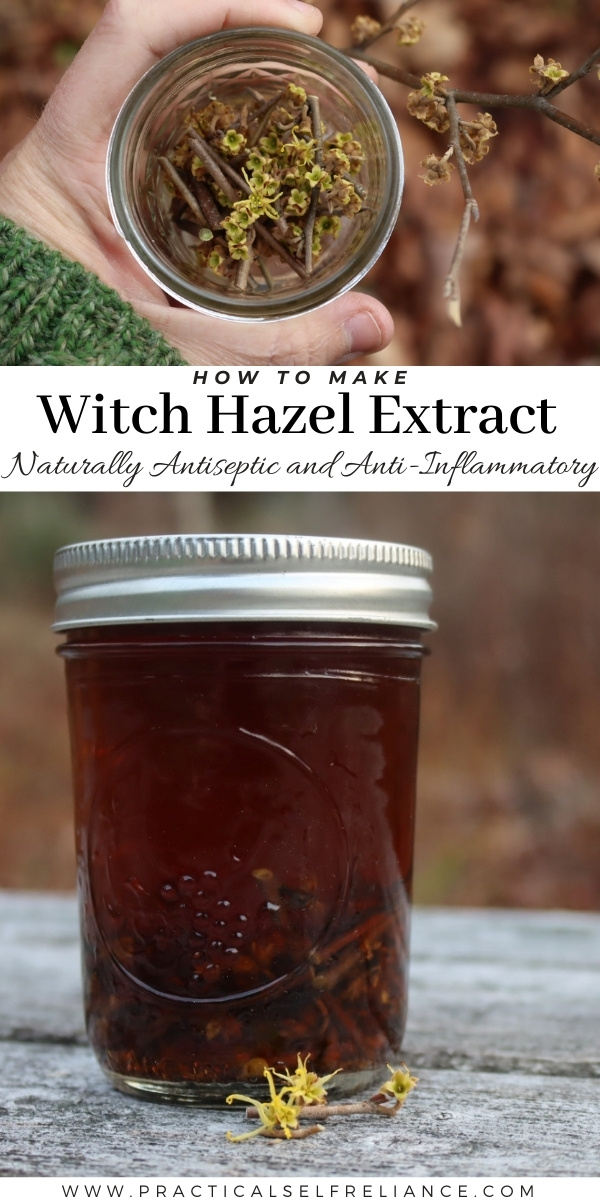 How to Make Witch Hazel Extract