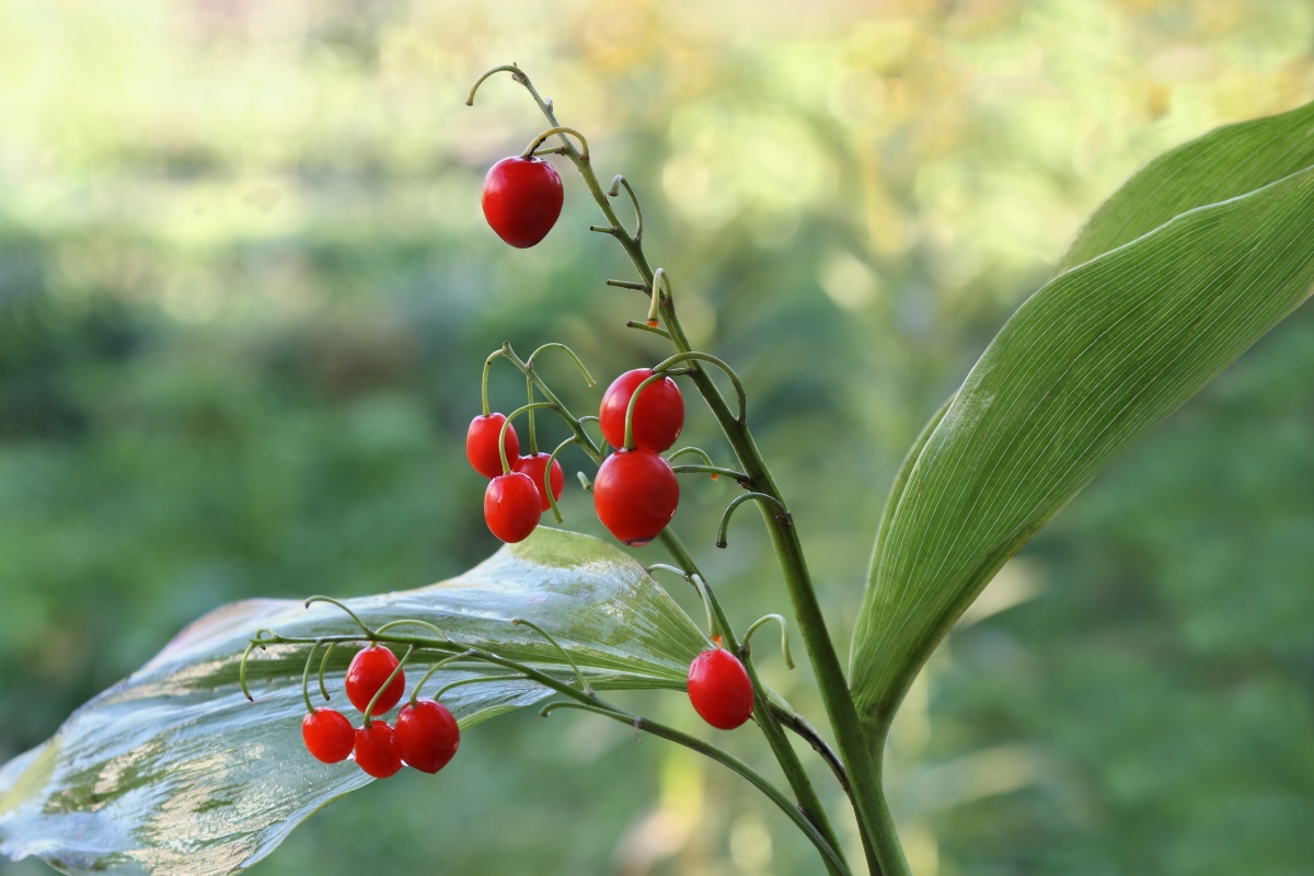 Lily of the Valley