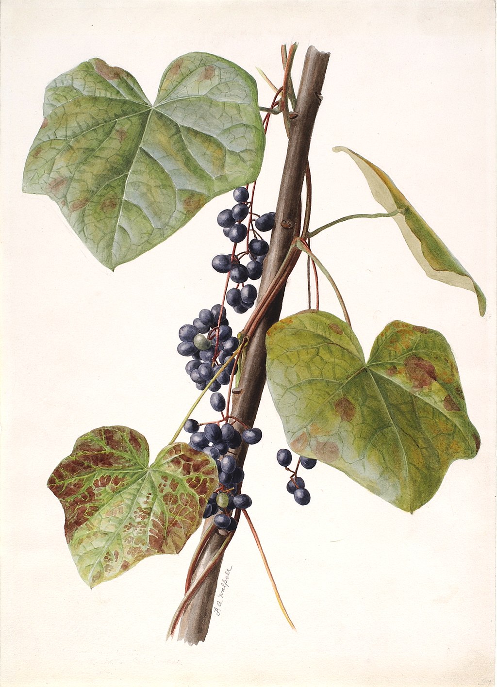 Canadian Moonseed Menispermum canadense