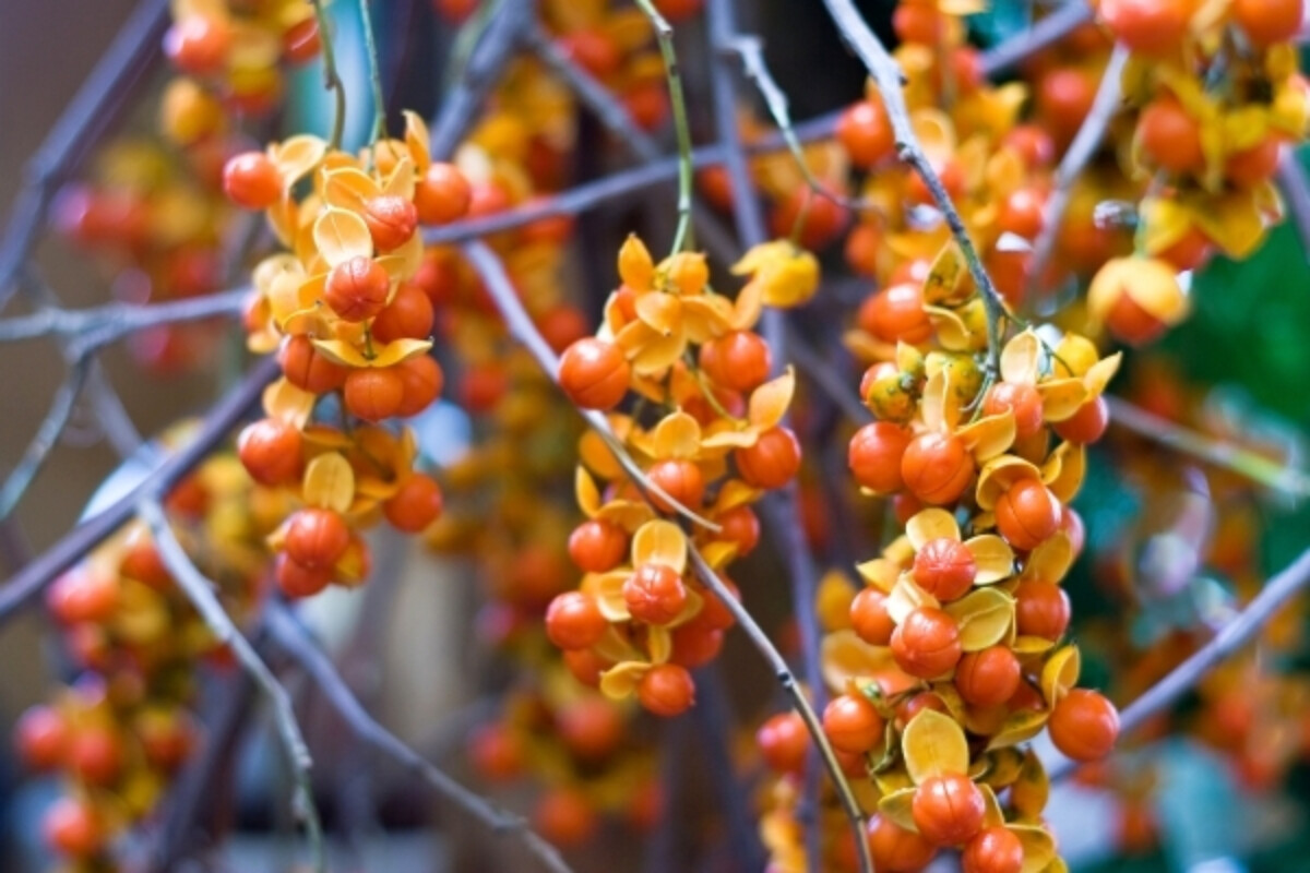 Oriental Bittersweet