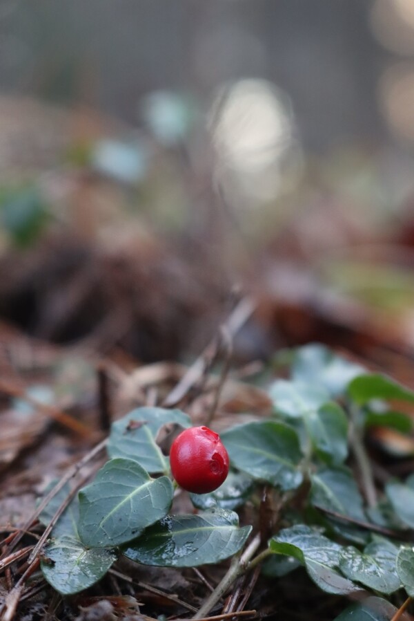 Partridgeberry (Mitchella repens)