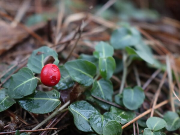 Partridgeberry (Mitchella repens)
