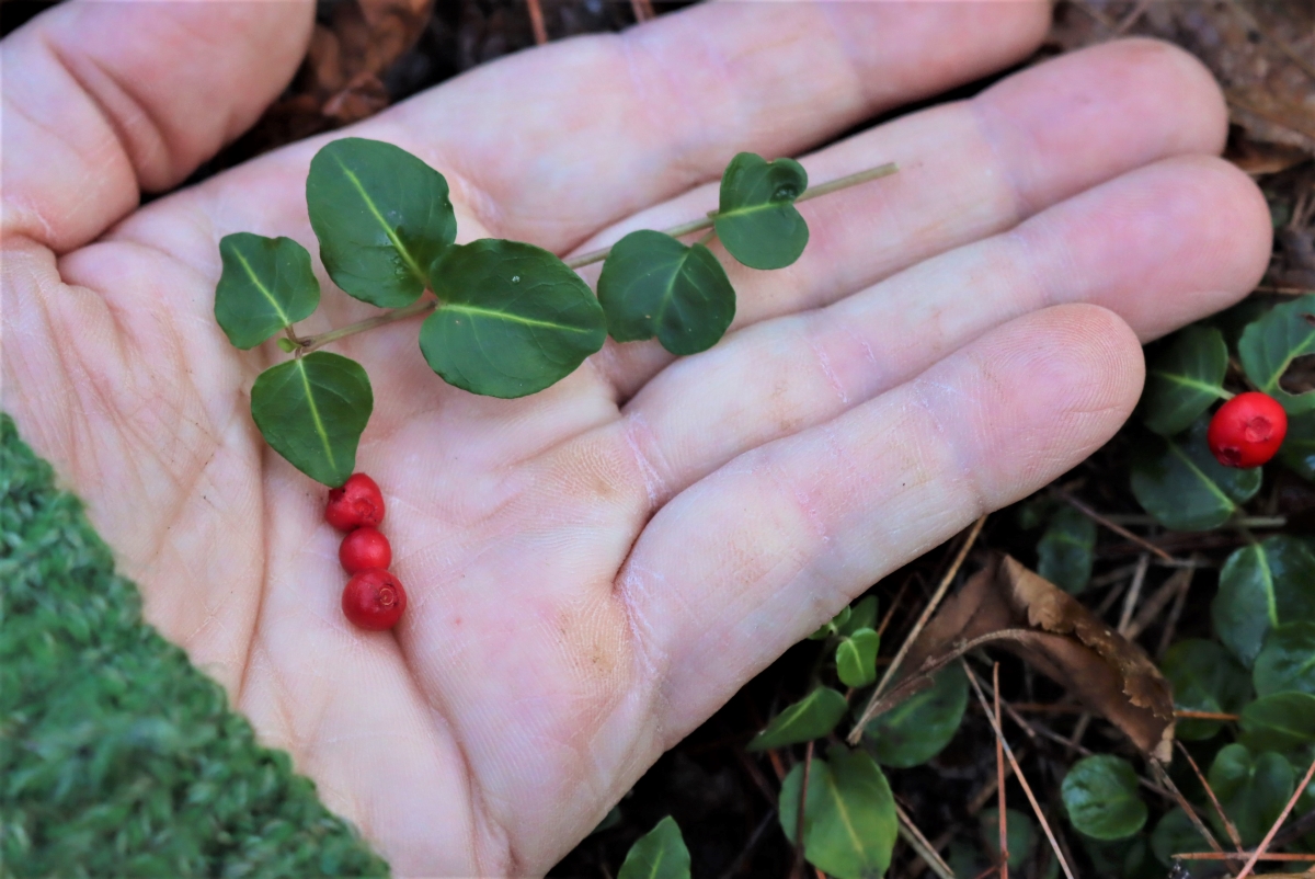 Partridgeberry (Mitchella repens)