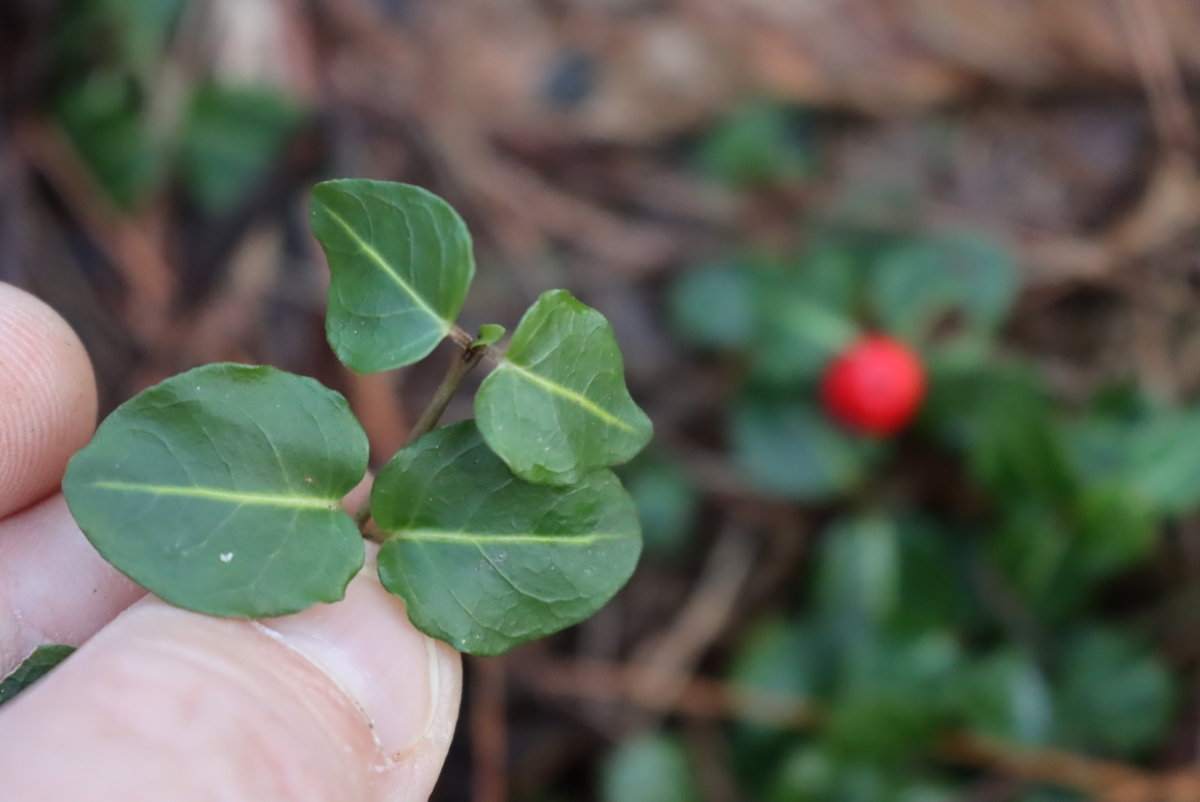 Partridgeberry Leaves