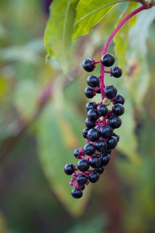 Pokeberry