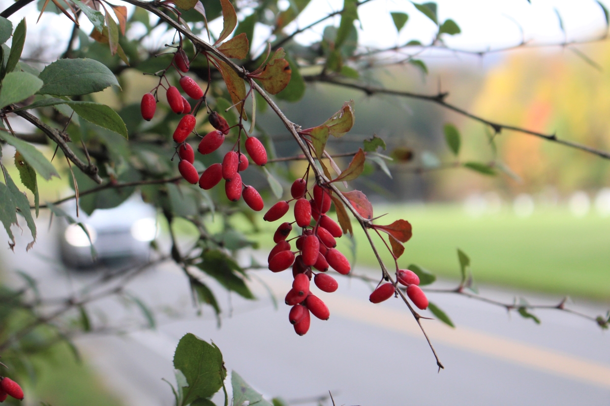 Roadside Barberry