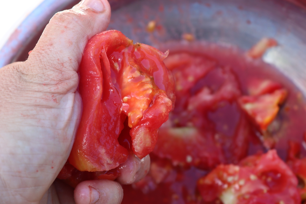 Seeding Tomatoes for canning