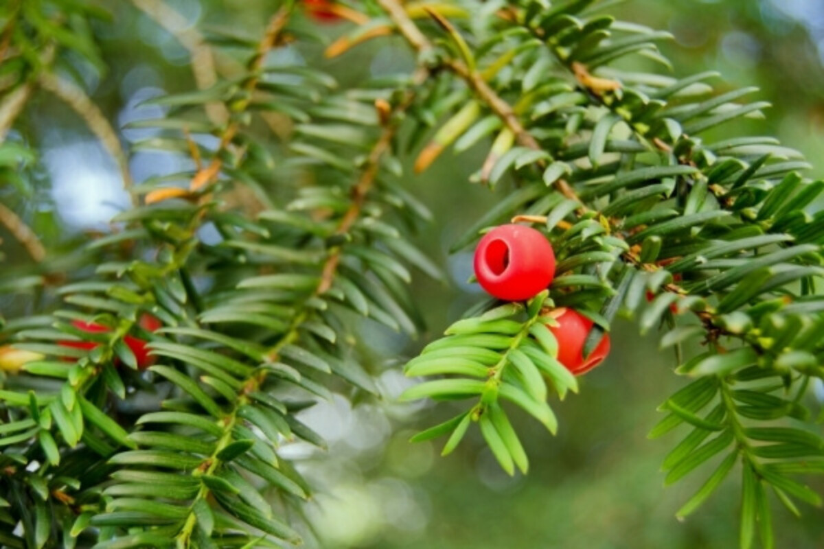 Toxic Yew Berries