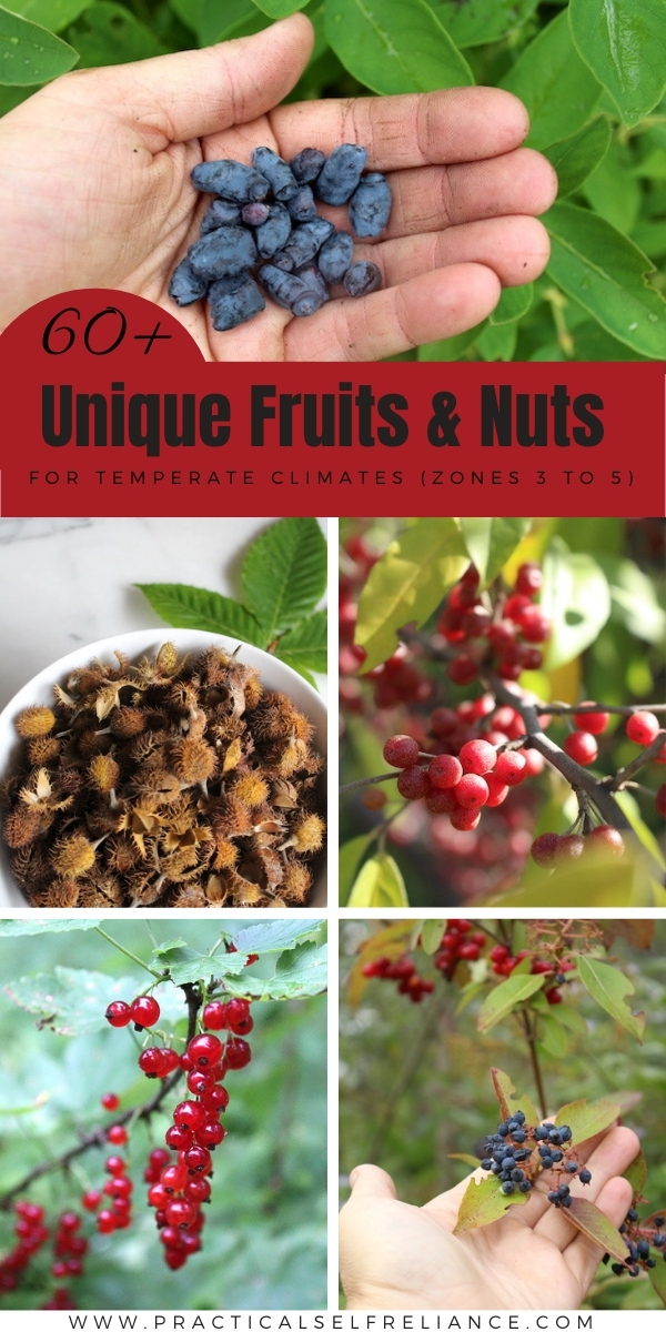 60+ Unique fruits and nuts for temperate climates ~ Looking for unconventional perennial food plants? There's plenty that grow in zones 3, 4 and 5!
