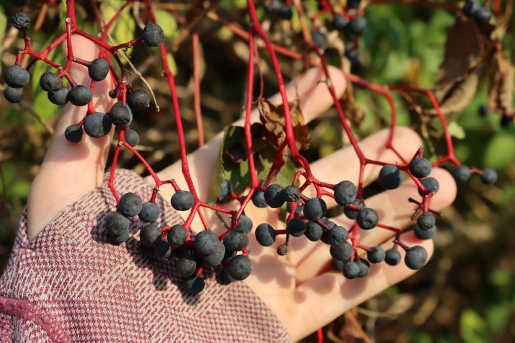 Virginia Creeper
