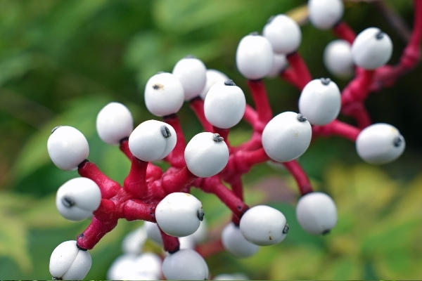 White Baneberry