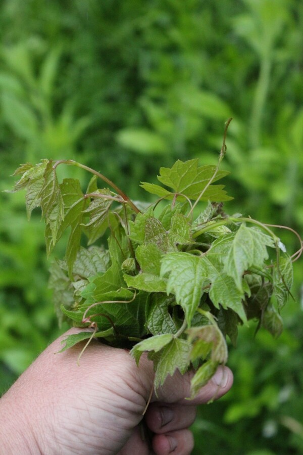 Wild Grape Sprouts