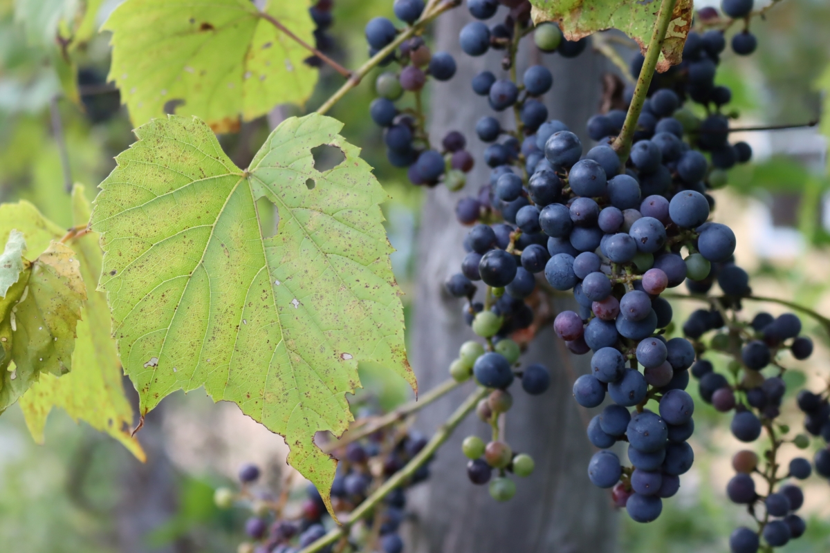 Wild Grape Vine
