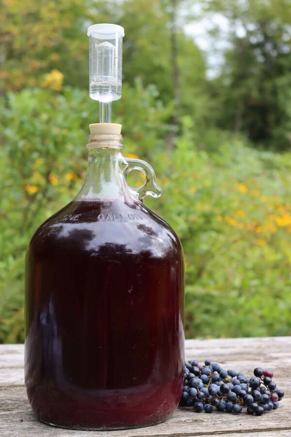Carboy with Wild Grape Wine