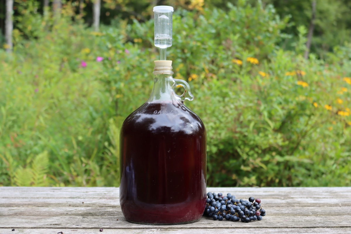 Wild Grape Wine