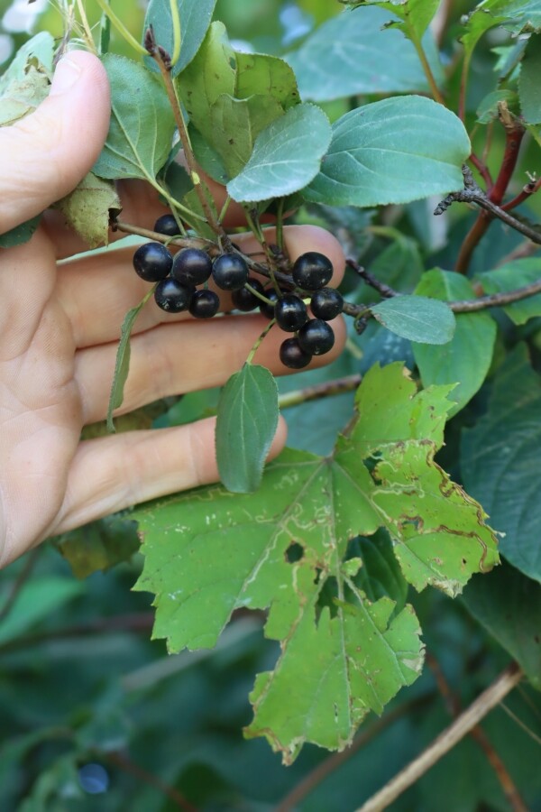 Wild Grape and Buckthorn look alike