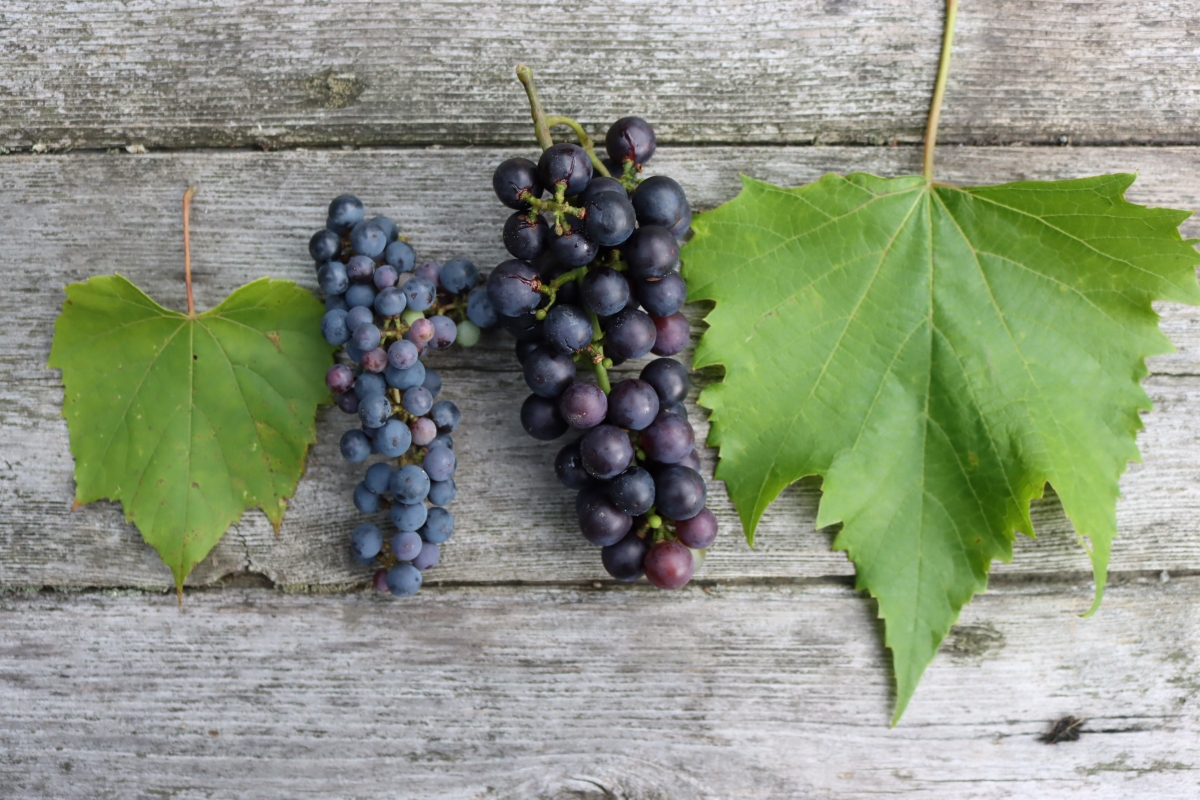 Wild Grape and Cultivated Grape