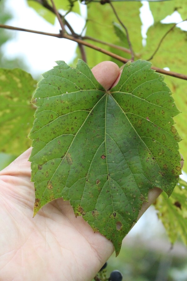 Wild grape leaf