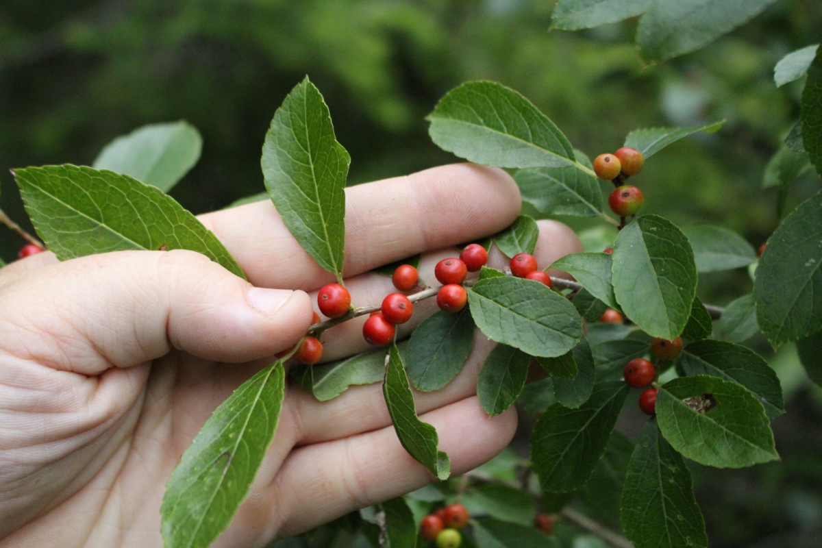 Winterberry