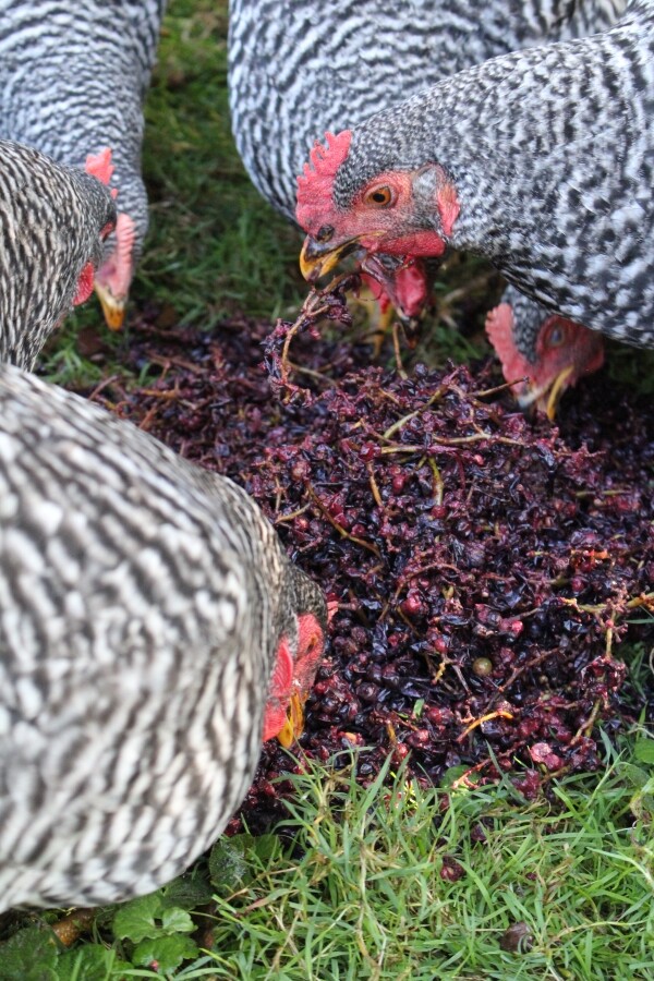 Chickens eating wild grape pomace