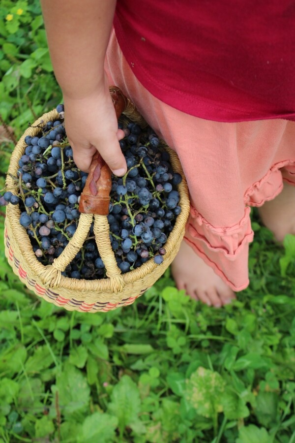 foraging wild grapes