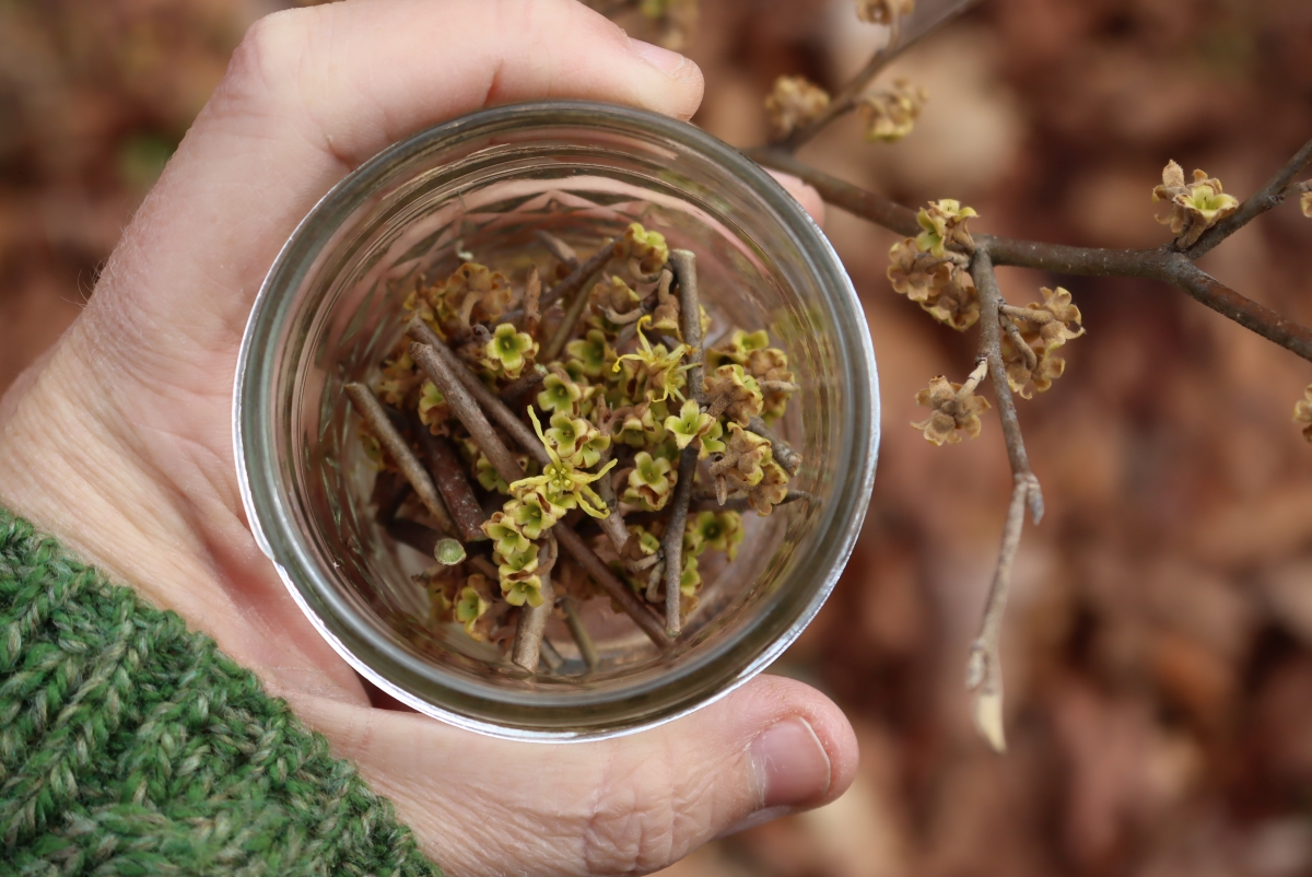 harvesting witch hazel