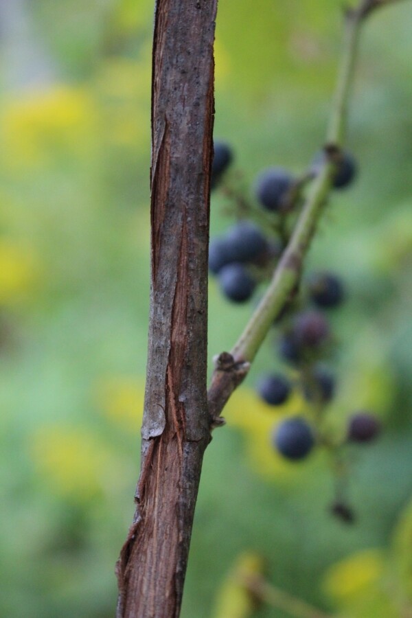 wild grape bark