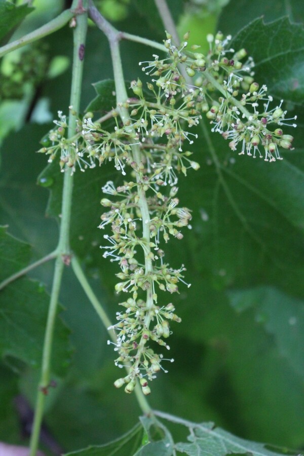 wild grape flowers