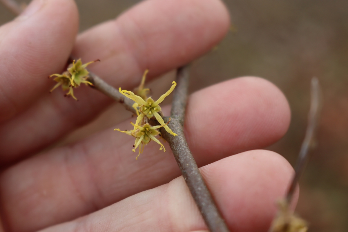 witch hazel blossoms in late November