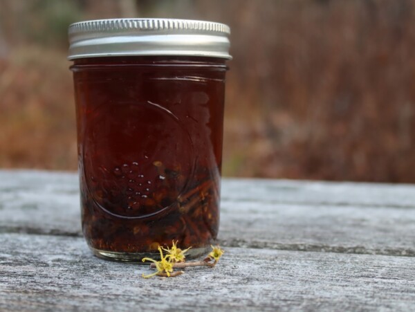 Homemade witch hazel extract