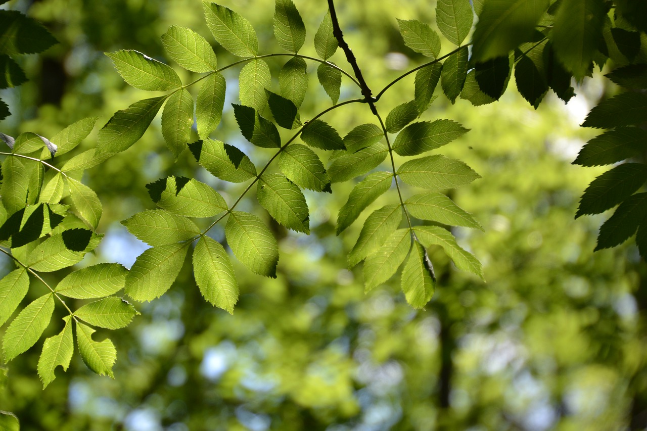 Ash Tree