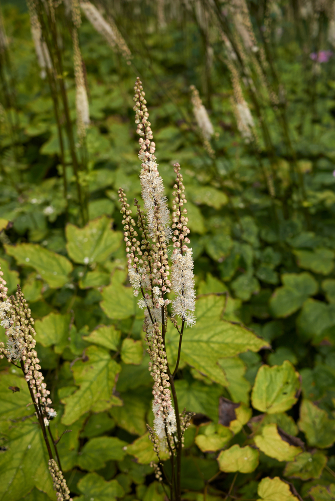 Black Cohosh