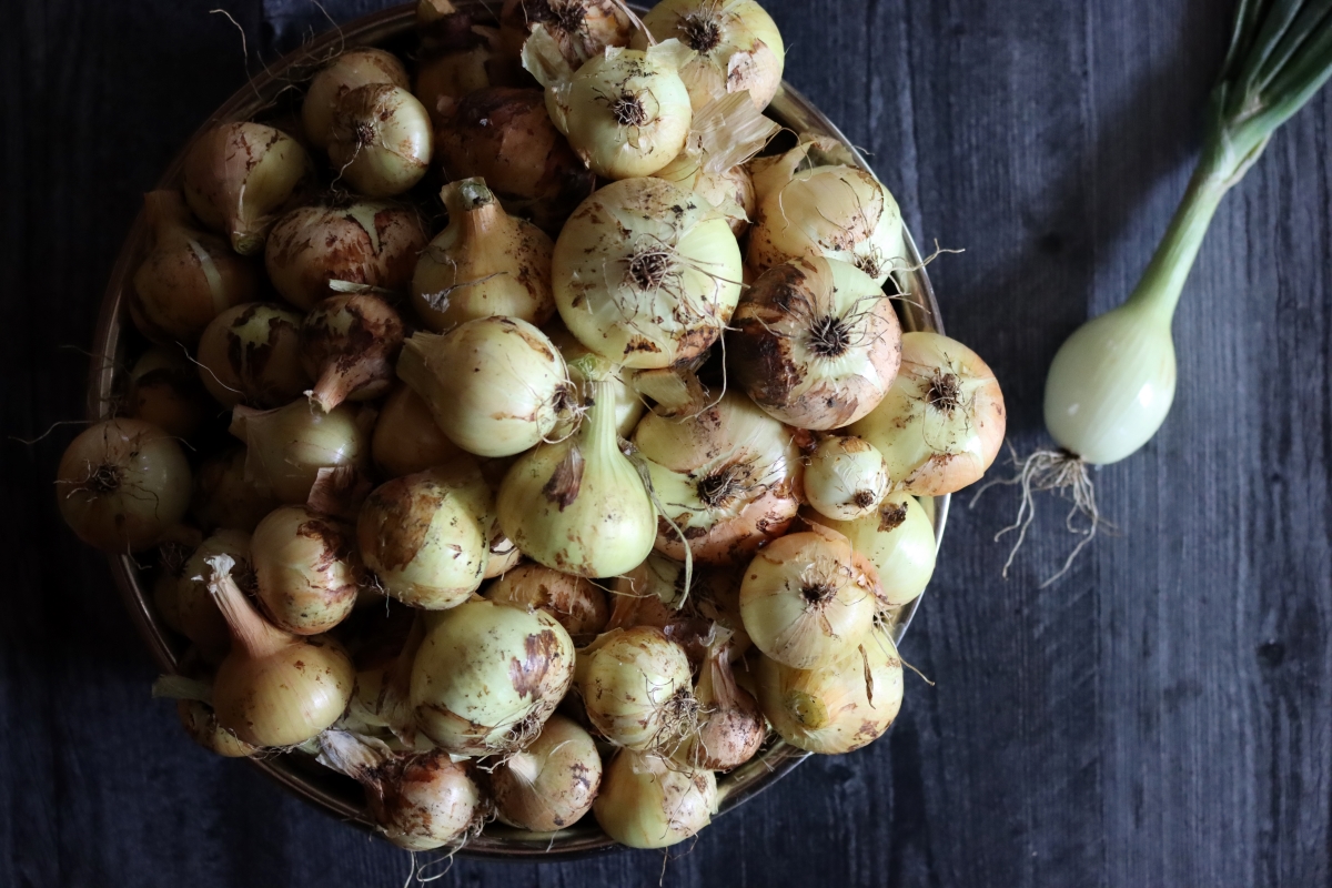 Early Onion Harvest