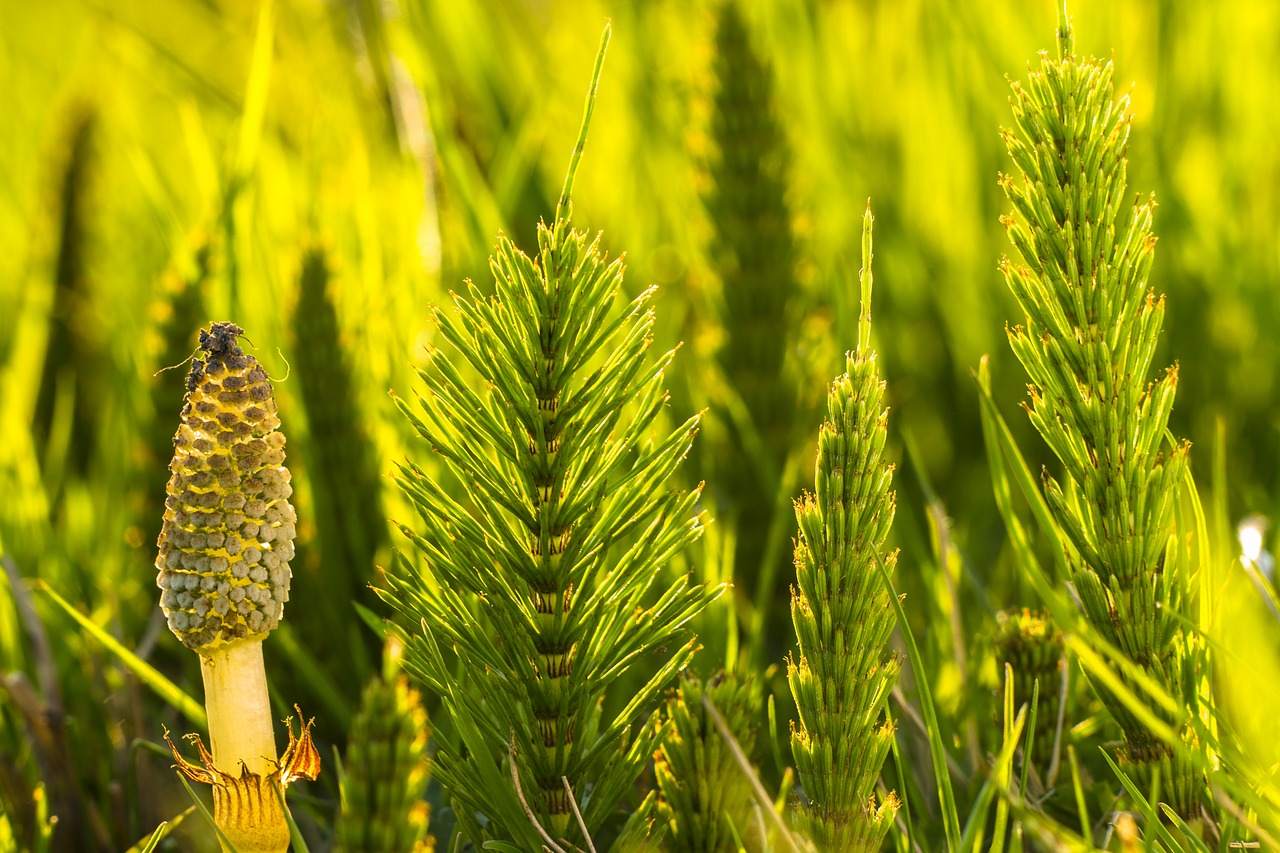 Equisetum arvense