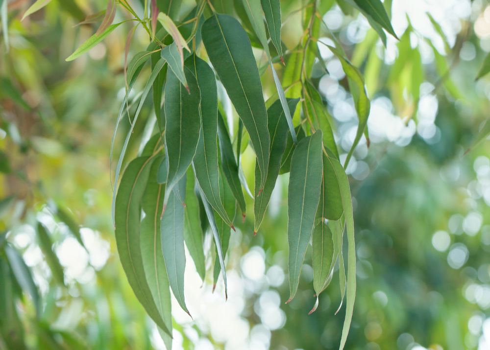 Eucalyptus