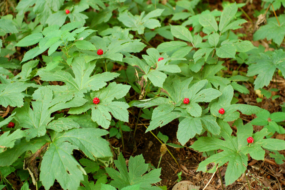 Goldenseal