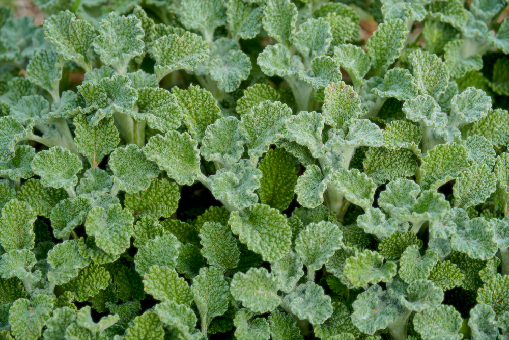 Horehound