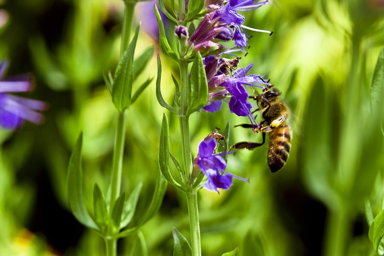Hyssop